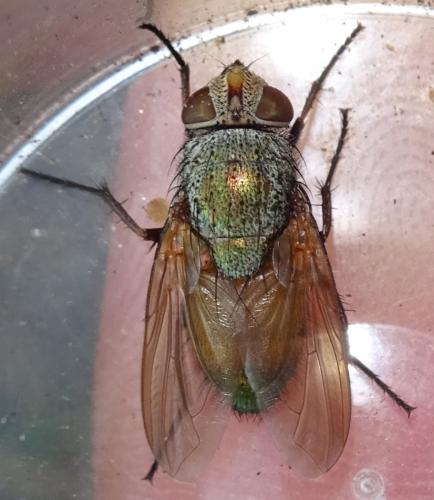 Réf. 363 235 : Rhyncomya zernyana